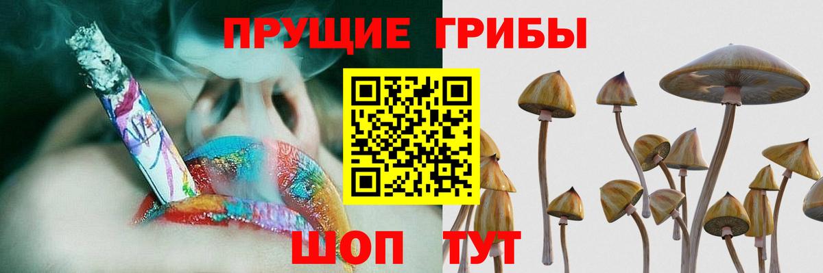 Псилоцибиновые грибы Psilocybe Апатиты